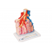 model płata płucnego z otaczającymi naczyniami krwionośnymi - 130-krotne powiększenie - 3b smart anatomy 1008493 g60 3b scientific modele anatomiczne 3